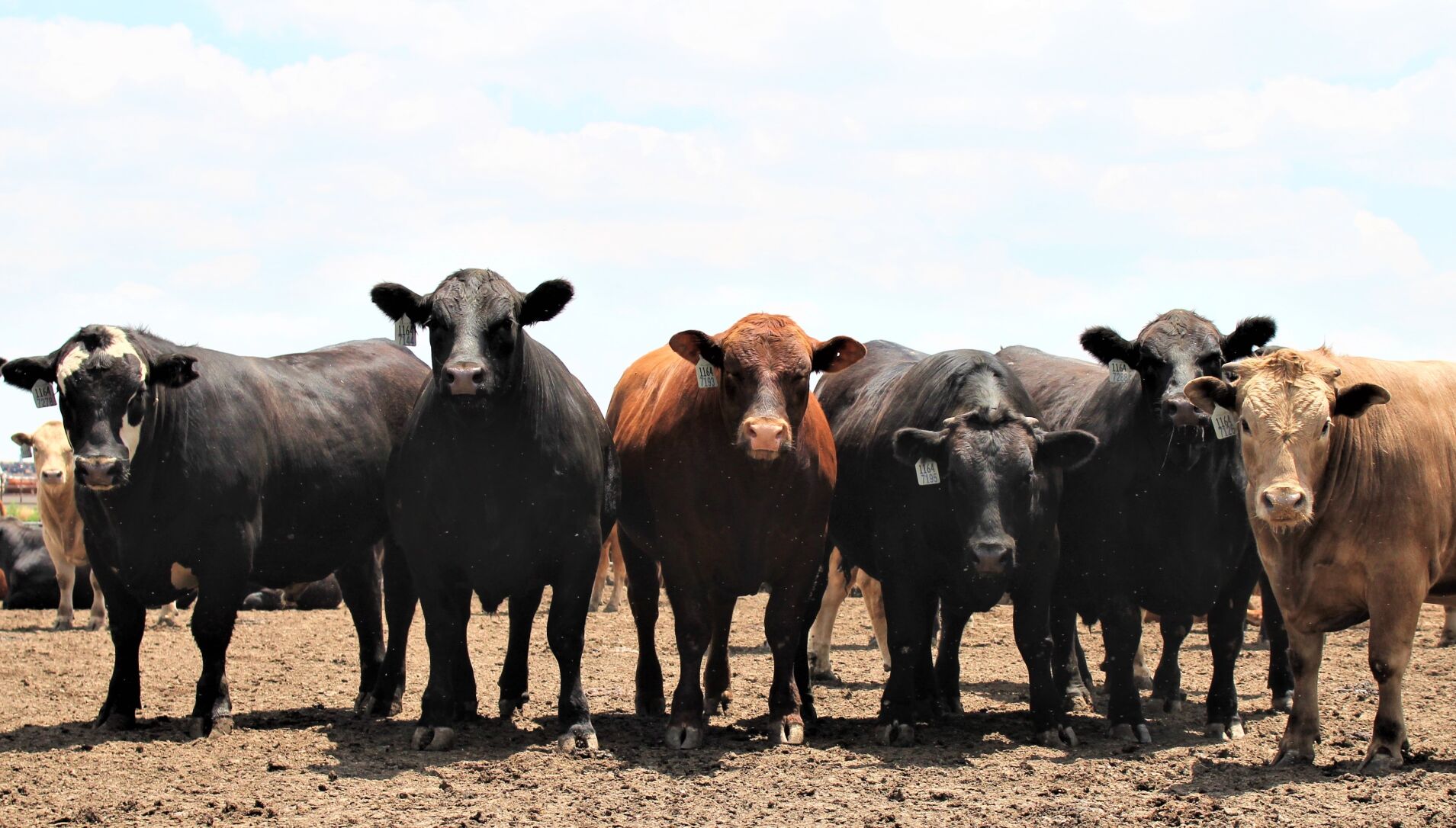 FL Fat Cattle Group